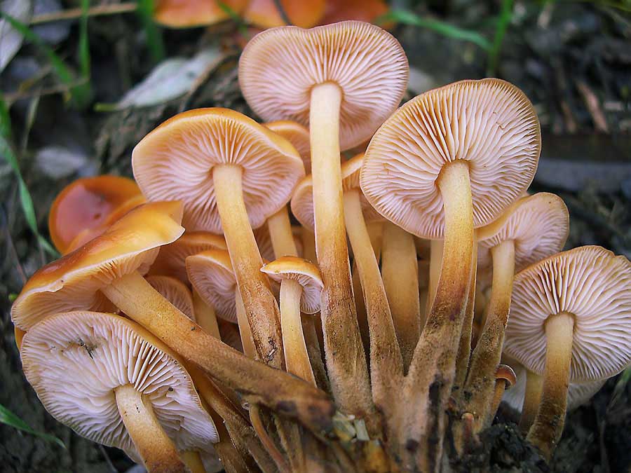 Flammulina velutipes.